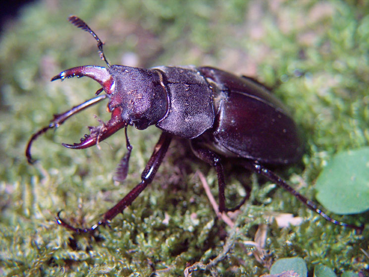 Lucanus tetraodon e larva Prionus